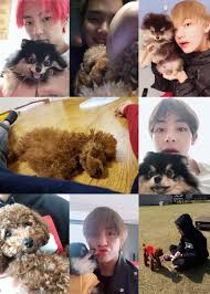 Pin By Rix Segye On Bts Teddy Teddy Bear Animals