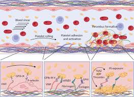 Image result for Platelet Dysfunction