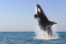 8 Surprising Facts About Orcas