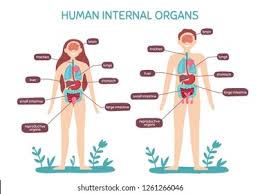 Reproductive · may 27, 2021. Cartoon Human Body Anatomy Male Female Stock Vector Royalty Free 1261266046