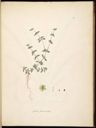 Image result for Gisekia africana