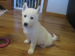 She is the daughter of c.j., the pointer who won best in show in 2016 with the same handler, valerie. Husky X Samoyed Boy Puppy Ready Now Reduced Dursley Gloucestershire Pets4homes