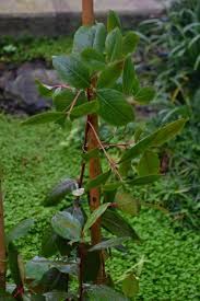 Image result for Catha edulis