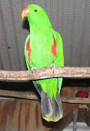 Eclectus Parrot Subspecies Identification Parrot Facts