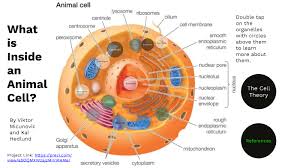 So, basically they are small spherical shaped cell organelle that contains hydrolytic. What Is Inside An Animal Cell By Viktor Micunovic By Viktor Milan Micunovic