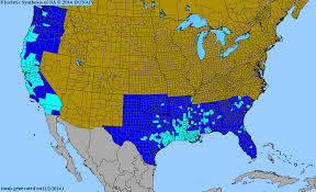 Image result for Pycreus muricatus