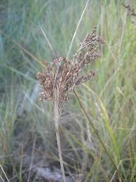 Image result for Juncus kraussii
