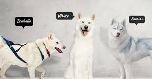 Check spelling or type a new query. All About Azurian Husky White Husky And Isabella Husky