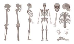 Have you ever seen fossil remains of dinosaur and ancient human bones in textbooks, television, or in person at a museum? Vector Human Skeleton Parts Set Human Body Bones Scientific And Anatomical Mockup For Education Skull Backbone Or Spine Chest Ribs Legs On Isolated Background Ù…ÙˆÙ‚Ø¹ ØªØµÙ…ÙŠÙ…ÙŠ