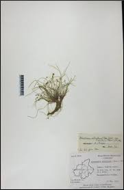 Image result for Eleocharis retroflexa