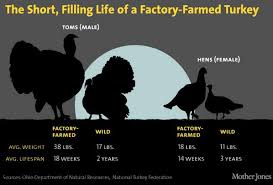 That should fill in more than 10 guests for the night. You 1 5m Hugo Skoppek On Twitter Augmented Reality Turkey Mt Motherjones The Average Factory Farmed Turkey Weighs 38 Pounds Http T Co Sqptp0phi1 Http T Co 0trqg4bouu