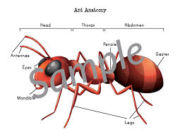 Then they have to cut and paste the correct letter. Ant Anatomy Cut Paste Worksheet Gift Of Curiosity