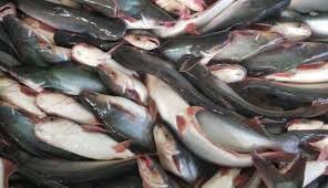 Nah berikut ini profil ikan air tawar yang paling banyak dibudidayakan di indonesia. Budidaya Ikan Patin Praktis Dan Menguntungkan