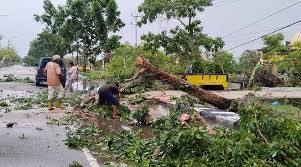 Pembersihan Pohon Tumbang Akibat Angin Puting Beliung Ditargetkan Tuntas  Hari Ini - Riau Pos