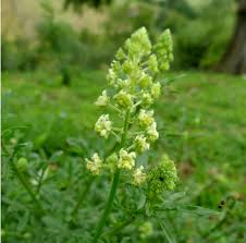 Image result for Resedaceae