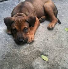 We did not find results for: 30 Pit Bull Terriers Mixed With Rottweiler The Paws