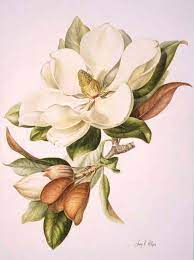 Best 20 Botanical Drawings Ideas On Pinterest Botanical Botanical Drawings Botanical Painting Flower Painting