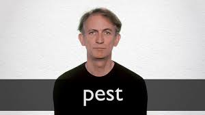 Can i use dwarf cannon in pest control? Pest Definition And Meaning Collins English Dictionary