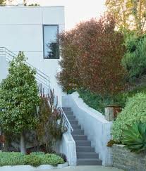 Image result for Dodonaea viscosa