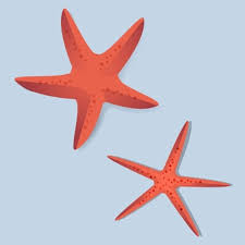 Download Starfish Images Free Vectors Stock Photos Psd