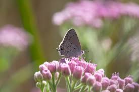 Image result for Strychnos mellodora