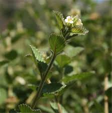 Image result for Melochia melissifolia