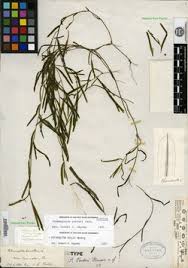 Image result for Potamogeton richardii