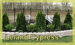 Hiding Pool Equipment With Landscaping Intheswim Pool Blog
