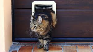 When you take your cat to see the veterinarian, he probably asks you whether the cat is an. Best Cat Door Top 5 Cat Flaps For Indoor And Outdoor Cats Kitty Catter