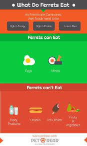 What Do Ferrets Eat With Infographic What Do Ferrets Eat Best Ferret Food Ferrets Care