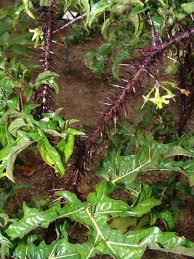 Image result for Phyllanthus bequaertii