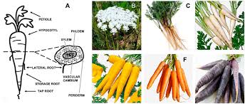 Image result for Daucus carota