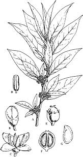 Image result for Montiniaceae