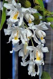 Orchids At Tesco Orchids Beautiful Orchids Unusual Flowers Orchids