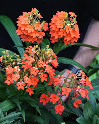 Image result for Habenaria attenuata