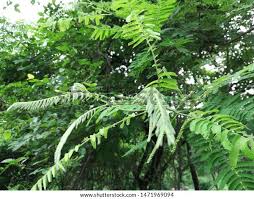 Image result for Faidherbia albida
