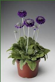 Image result for Primula capitata