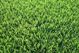 If you want to know what jamur zoysia looks like,. Jamur Zoysia Luxury Landscaping Supply Lawrenceville Ga