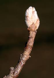 Maybe you would like to learn more about one of these? Virginia Tech Dendrology Fact Sheet