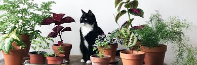 So most cats are very attracted to the spider plant leaves. Plants Pets Tips For Success Mulhall S