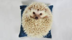 common hedgehog behaviors and facts