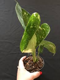 Monstera Deliciosa Thai Constellation Plants Variegated Plants Indoor Plants