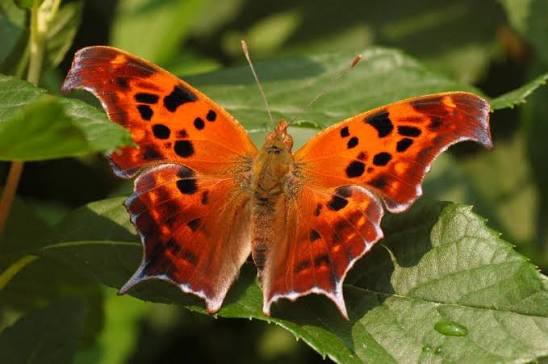 How Do Insects Survive Winter? | Nebraska Extension in Lancaster County |  Nebraska