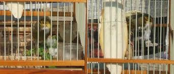 We did not find results for: Tips Ternak Kenari Bagi Pemula Mania Burung Kenari