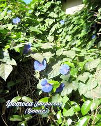 Image result for Ipomoea linosepala