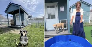 New Tiny Home Village for Shelter Dogs Opens — And Is Already Making a Big  Difference