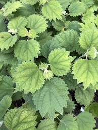 Image result for Boehmeria macrophylla
