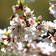 We strictly follow social distancing within the shop, with employees required to wear masks and be temperature screened. Welcoming Spring With Colorful Blooming Shrubs Arapahoe County Extension