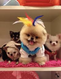 Pomeranian Boo Teddy Bear Yavrular Dost Patiler Kedi Kopek Dunyasi Kedi Ve Kopekler Icin Her Sey