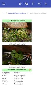 Image result for Actiniopteris dimorpha